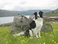 Collie "Charlie" on holiday at Camusnagaul