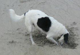 This is sam digging in the sand