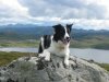 Charlie our webmasters collie on holiday at Camusnagaul